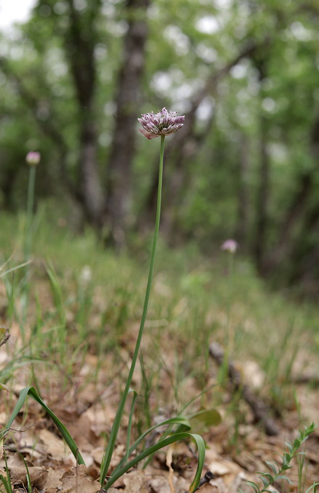 Изображение особи Allium quercetorum.