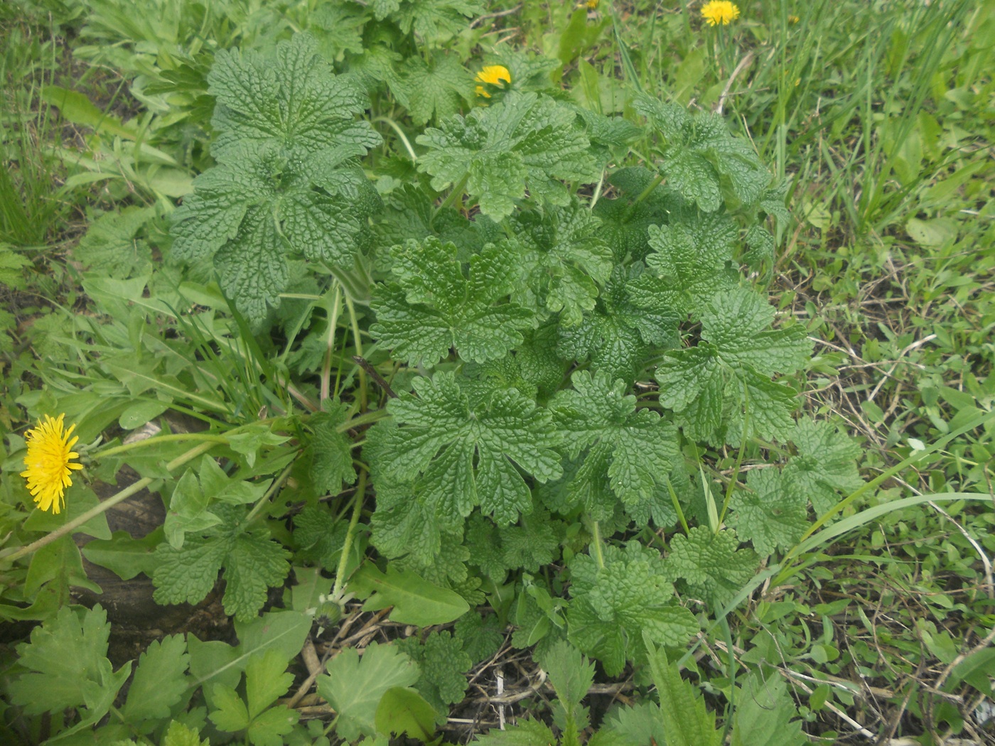 Изображение особи Leonurus quinquelobatus.