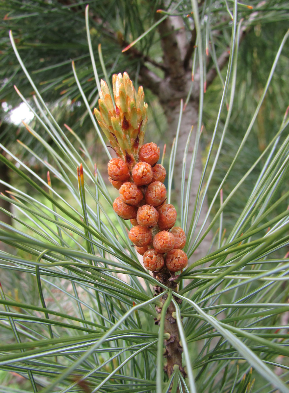 Image of Pinus pumila specimen.