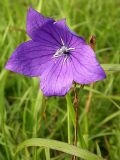 Platycodon grandiflorus. Цветок. Приморье, Хасанский р-н, 7 км Ю пос. Гвоздево, п-ов Краббе, приморский луг. 18 июля 2004 г.