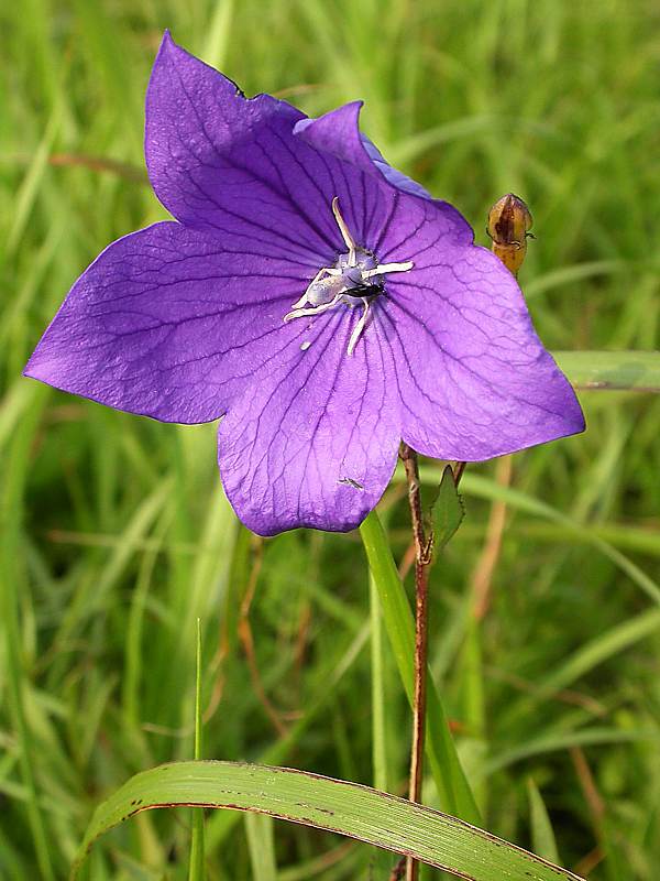 Image of Platycodon grandiflorus specimen.