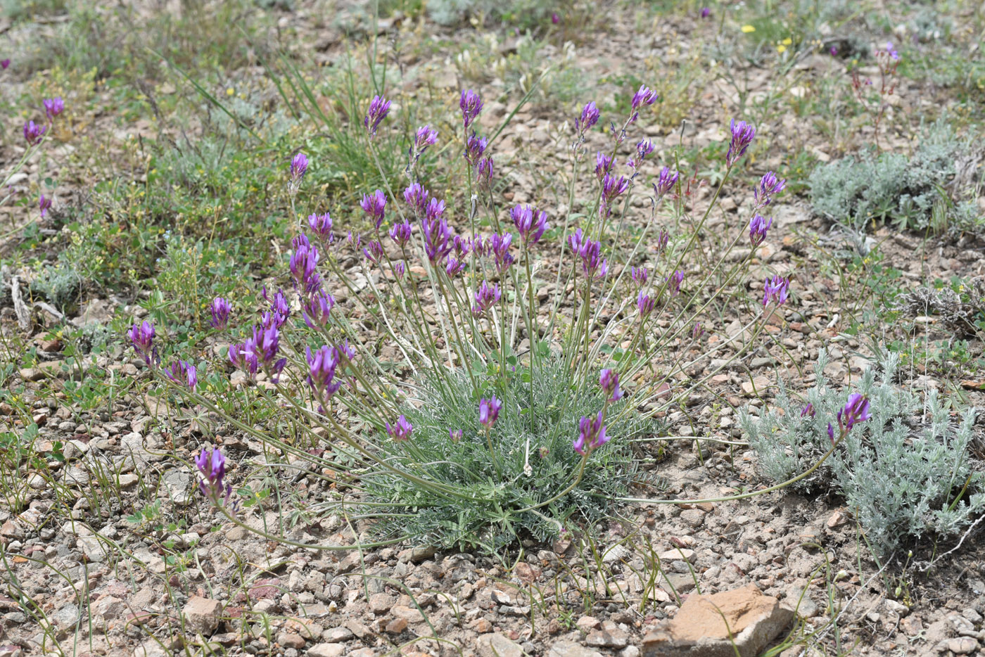 Изображение особи Astragalus kronenburgii.