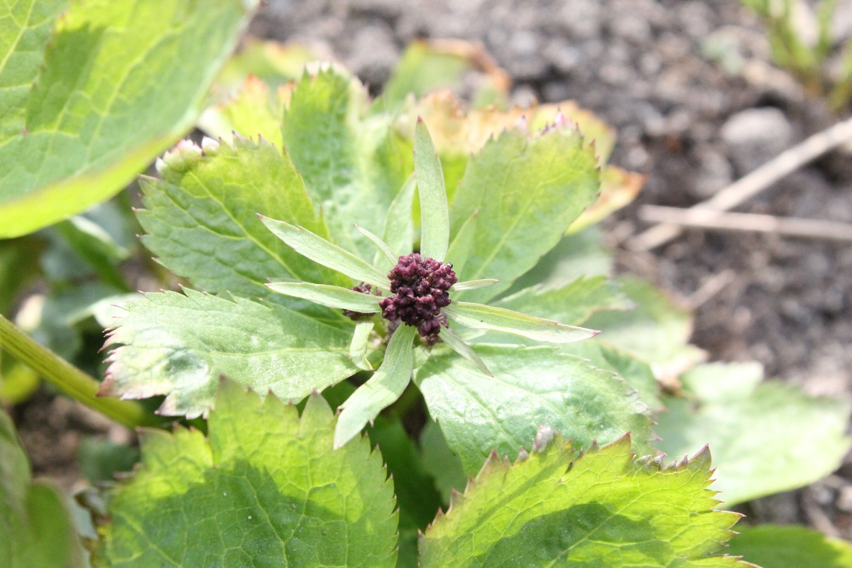 Image of Sanicula rubriflora specimen.