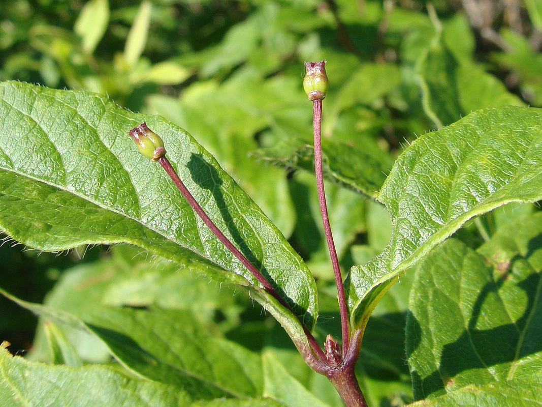 Изображение особи Lonicera maximowiczii.