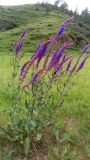 Salvia deserta