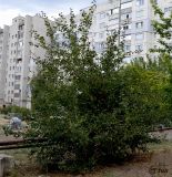 Crataegus monogyna