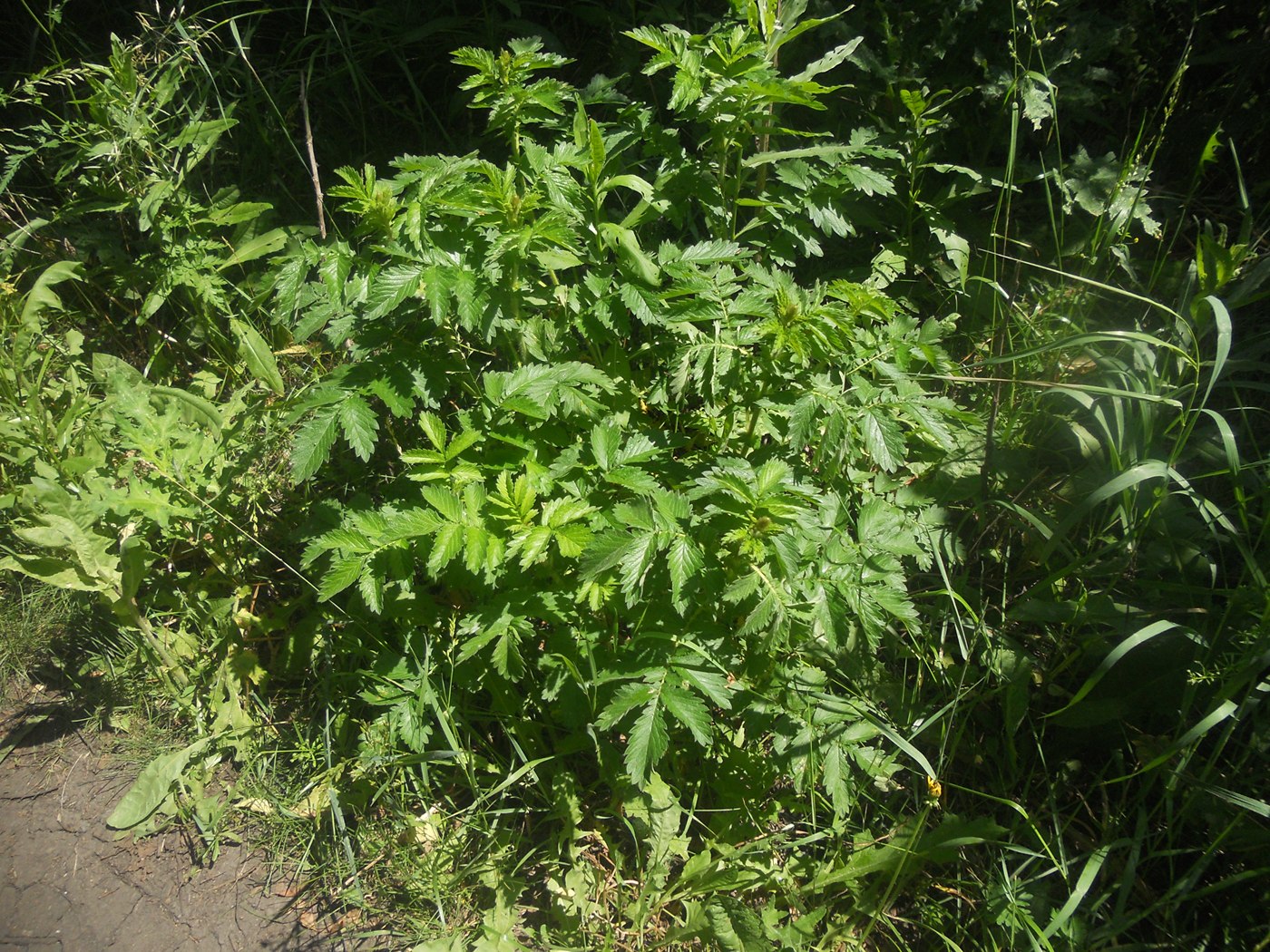 Image of Agrimonia eupatoria specimen.