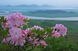 Rhododendron schlippenbachii