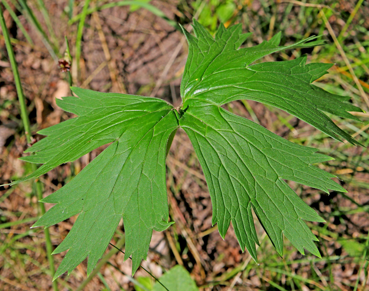 Image of Aconitum lasiostomum specimen.