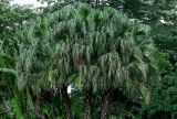 Livistona chinensis. Кроны вегетирующих растений. Китай, провинция Гуандун, г. Гуанчжоу, в культуре. 28.05.2024.