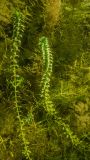 Elodea canadensis. Вегетирующие растения. Ленинградская обл., Ломоносовский р-н, Низинское сельское поселение, Шинкарский пруд, на глубине 1,5 м. 09.07.2023.
