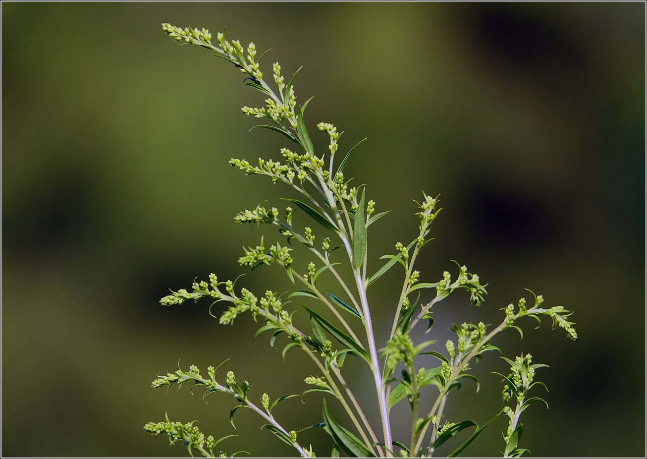 Изображение особи Solidago canadensis.
