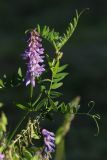 Vicia cracca