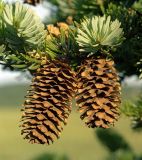 Picea ajanensis. Верхушка побега с шишками. Южный Сахалин, хр. Сусунайский, побережье Охотского моря, оз. Изменчивое. 07.08.2007.