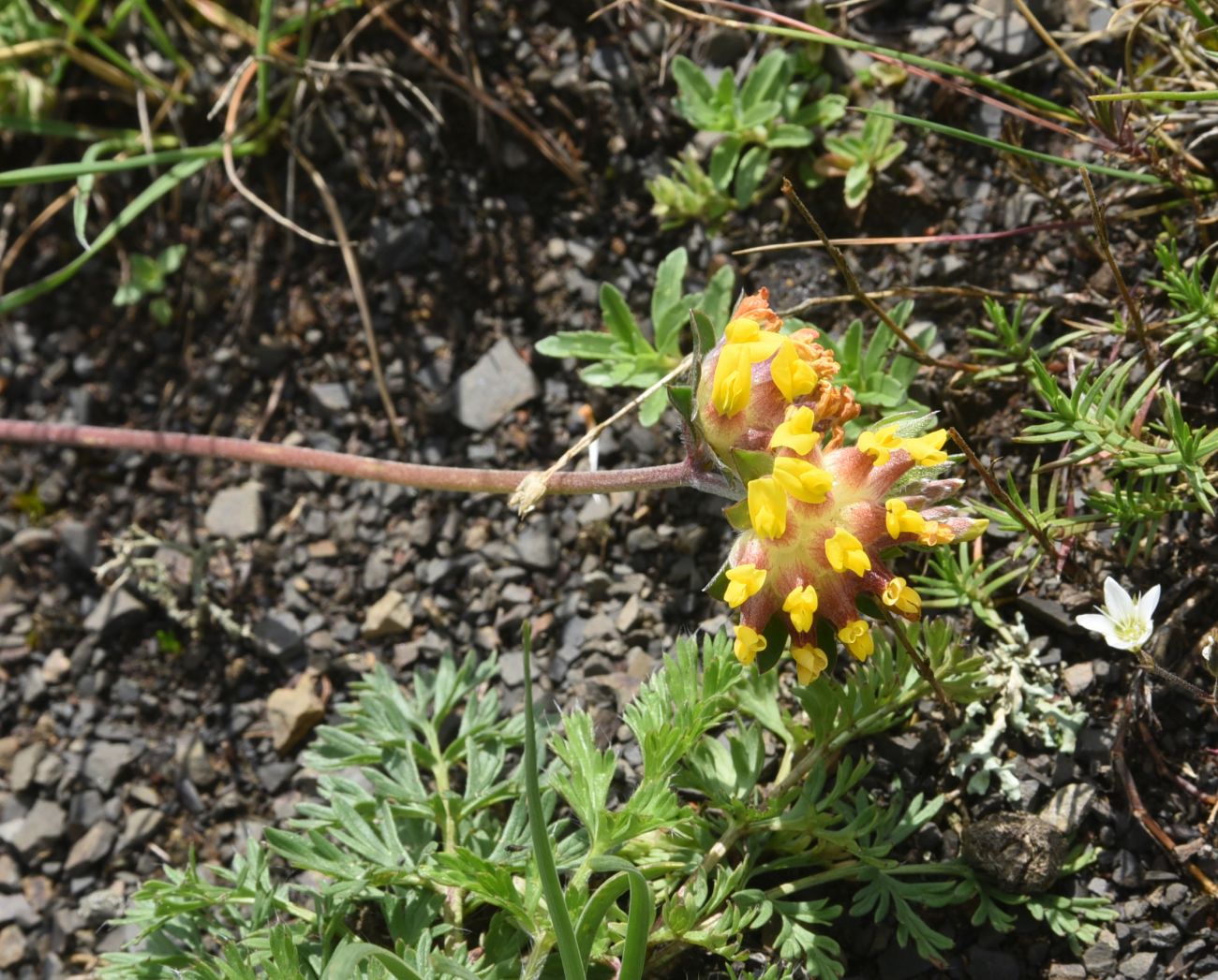 Image of Anthyllis lachnophora specimen.