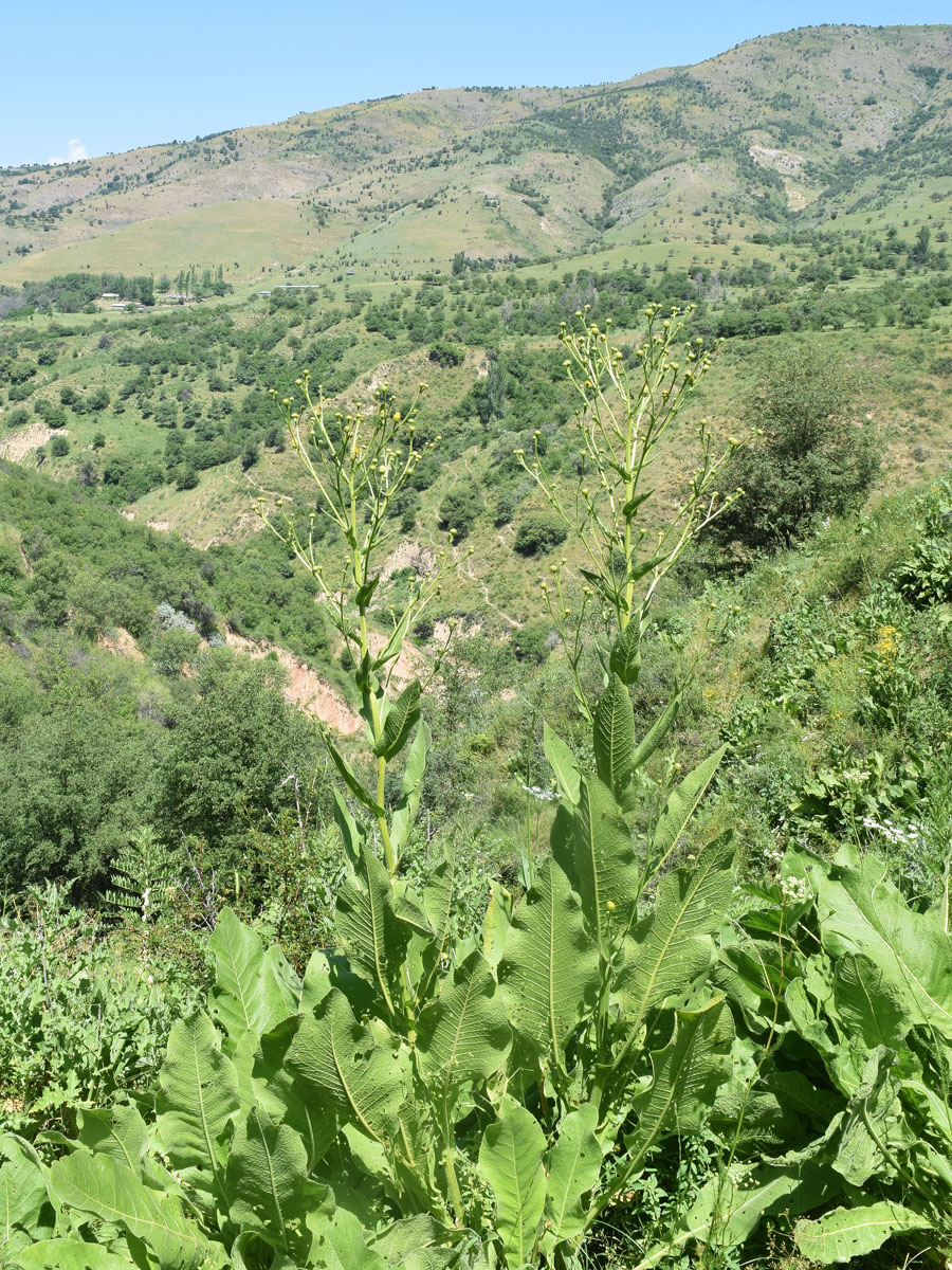 Изображение особи Inula macrophylla.