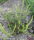 Rumex halacsyi