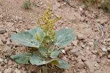 Atriplex moneta. Цветущее и плодоносящее растение. Таджикистан, Хатлонская обл., Кабодиёнский р-н, хр. Аруктау, окр. пер. Дандан-Чикан, пестроцветы. 18 апреля 2025 г.