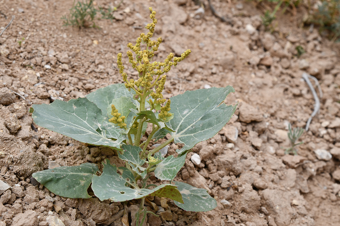 Image of Atriplex moneta specimen.