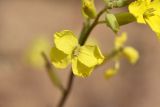 Erysimum canescens. Цветок и бутоны. Астраханская обл., Наримановский р-н, окр. с. Николаевка, бархан Большой Брат, опустыненная степь, граница подвижных песков. 16.05.2025.