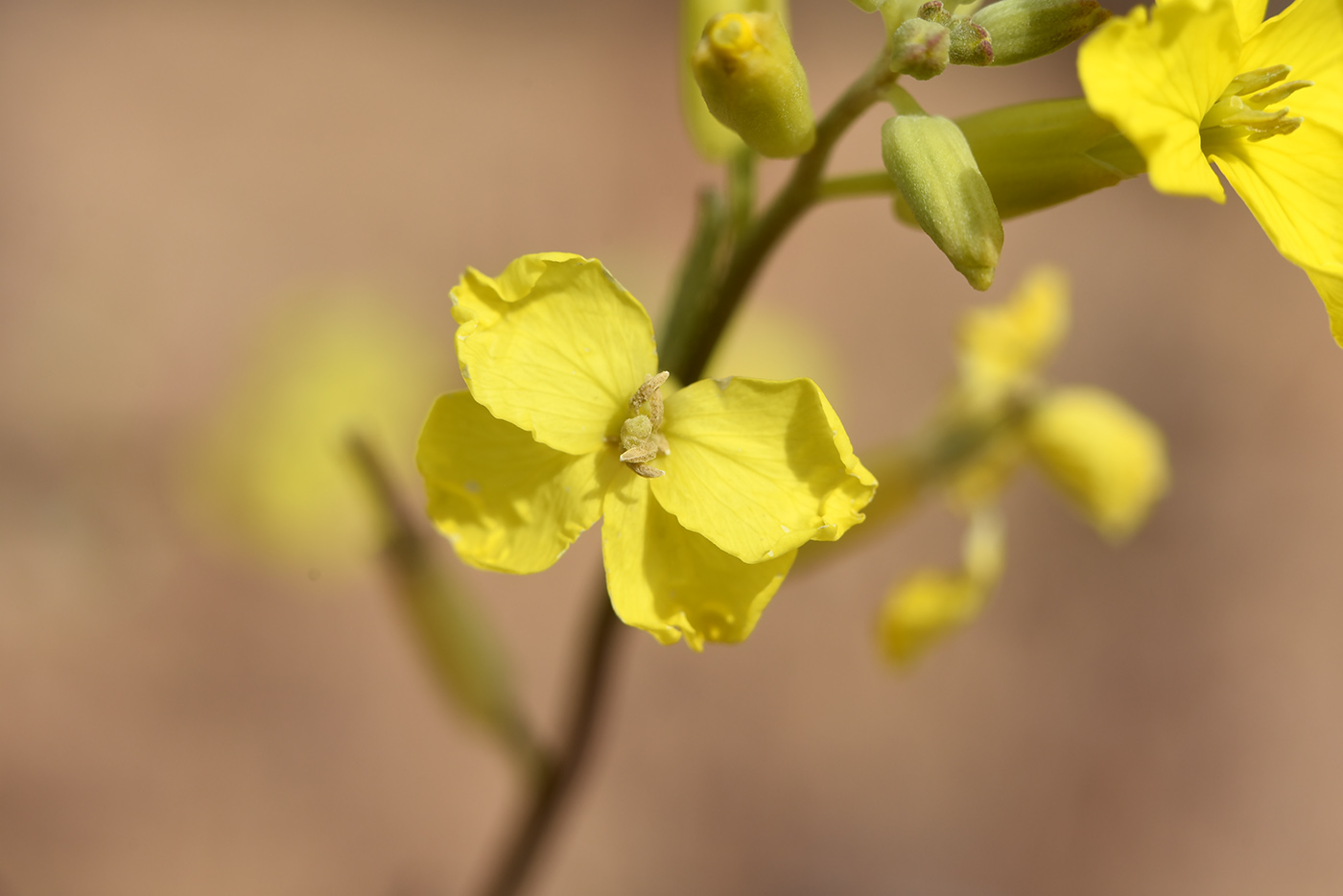 Image of Erysimum canescens specimen.
