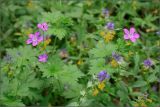 Geranium palustre