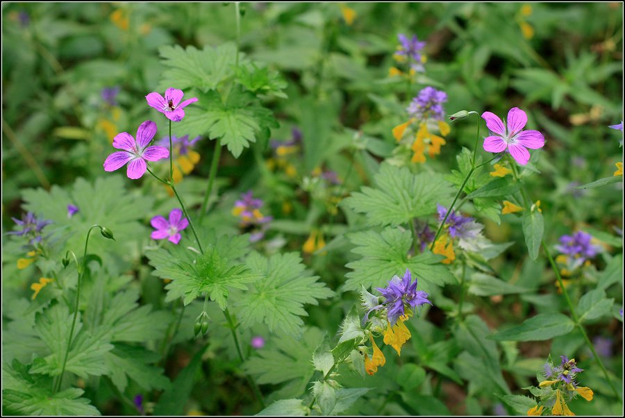 Image of Geranium palustre specimen.