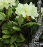 Rhododendron aureum. Листья с погрызами и соцветие. Приморский край, Чугуевский р-н, гора Облачная, выс. 1600 м н.у.м., в зарослях кедрового стланика (Pinus pumila). 07.06.2025.