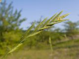 Brachypodium rupestre. Соцветие. Краснодарский край, Крымский р-н, окр. станицы Неберджаевская, дно заброшенного карьера, на обломках мергеля. 06.06.2025.