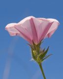 Convolvulus cantabrica. Соцветие с цветком и бутоном. Краснодарский край, Крымский р-н, окр. станицы Неберджаевская, ур. Темрючки, старый заброшенный мергелевый карьер, на отвале грунта. 06.06.2025.