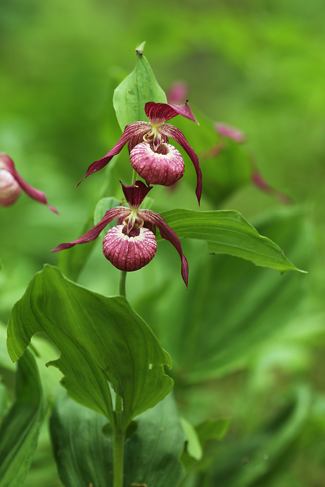 Image of Cypripedium × ventricosum specimen.
