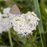 Achillea nobilis