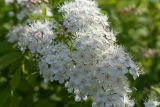 род Spiraea