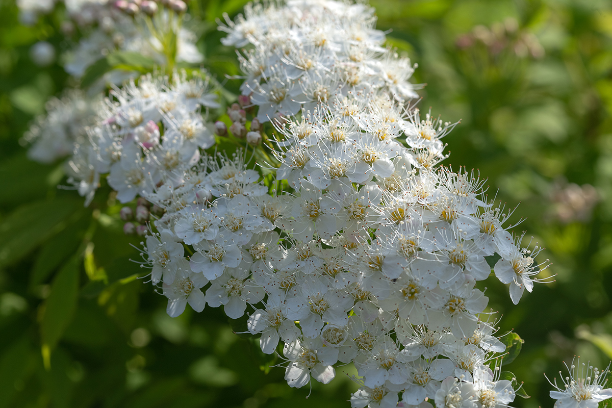 Image of genus Spiraea specimen.