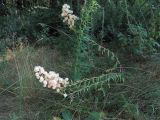 Erigeron podolicus