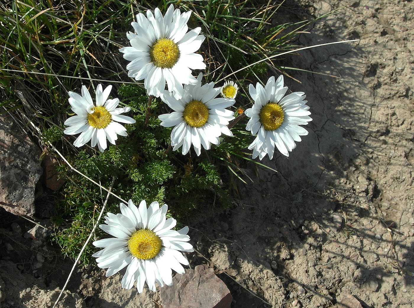 Изображение особи Pyrethrum karelinii.
