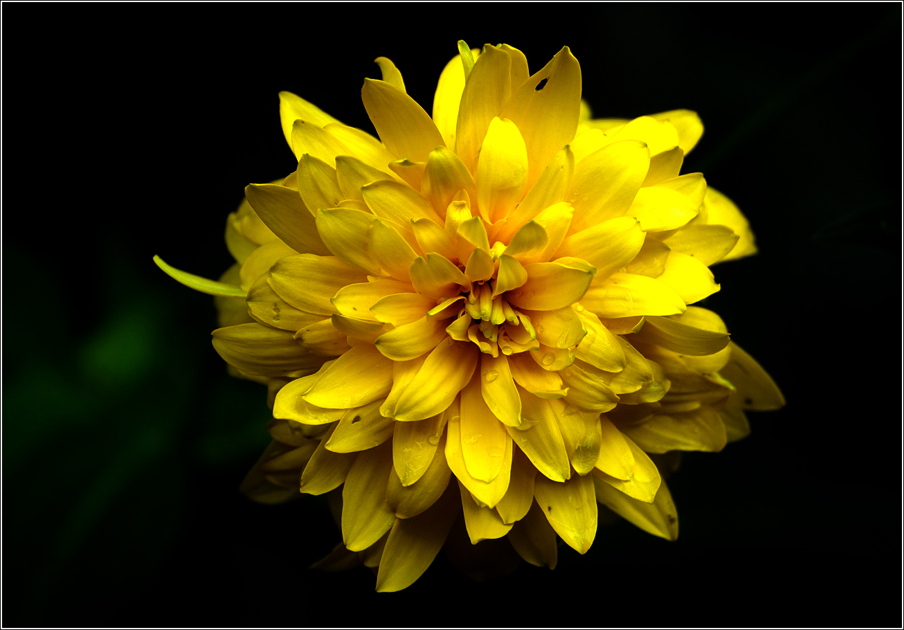 Изображение особи Rudbeckia laciniata var. hortensia.