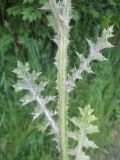 Image of taxon representative. Author is Владислав Григоренко