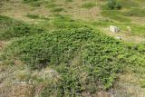 Juniperus sabina. Стелющееся растение с шишкоягодами. Кабардино-Балкария, Чегемский р-н, дол. р. Башиль-Аузу-Су. 03.09.2025.