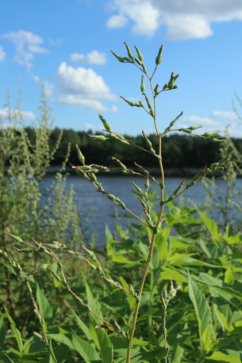 Image of Lactuca serriola specimen.