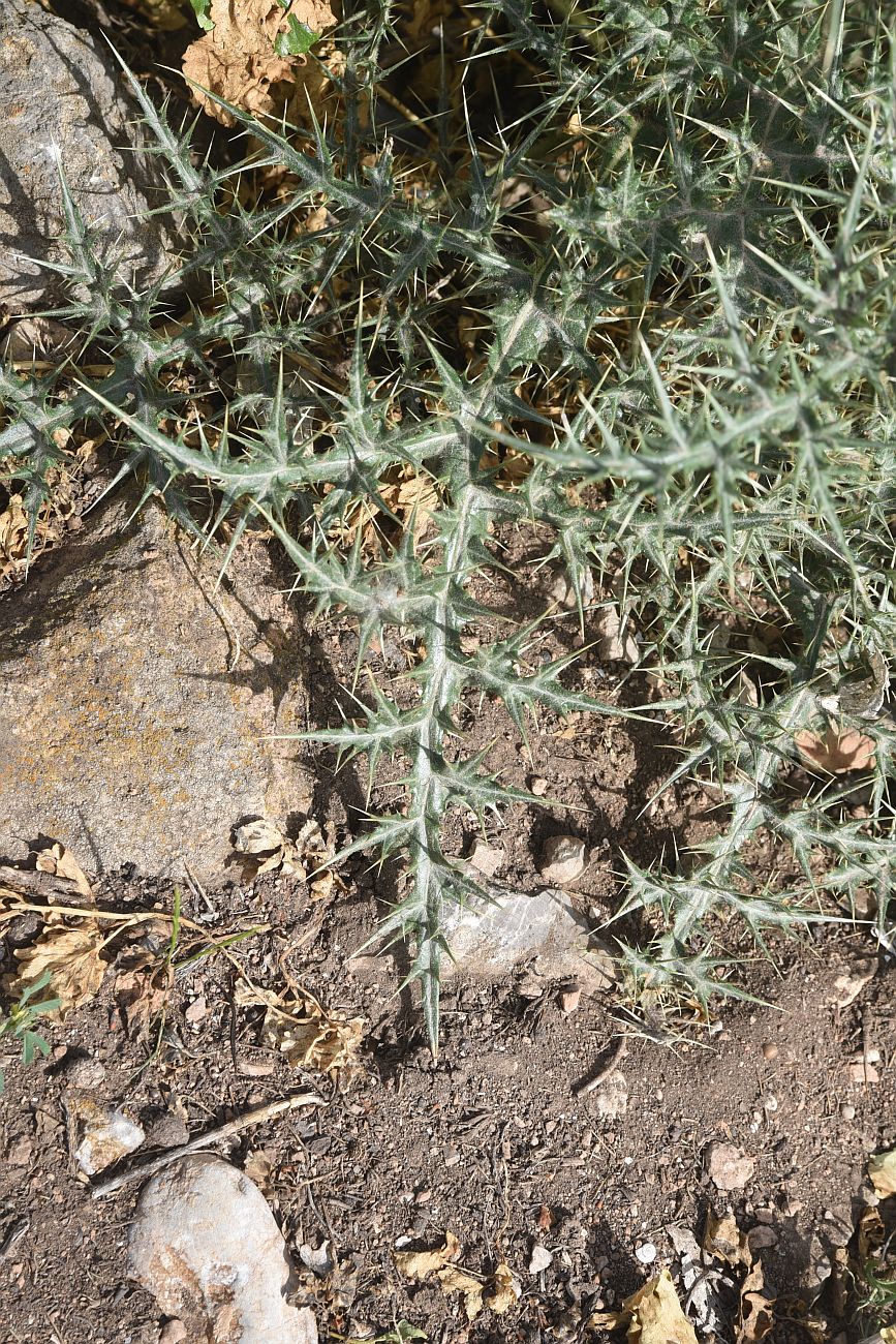 Image of familia Asteraceae specimen.