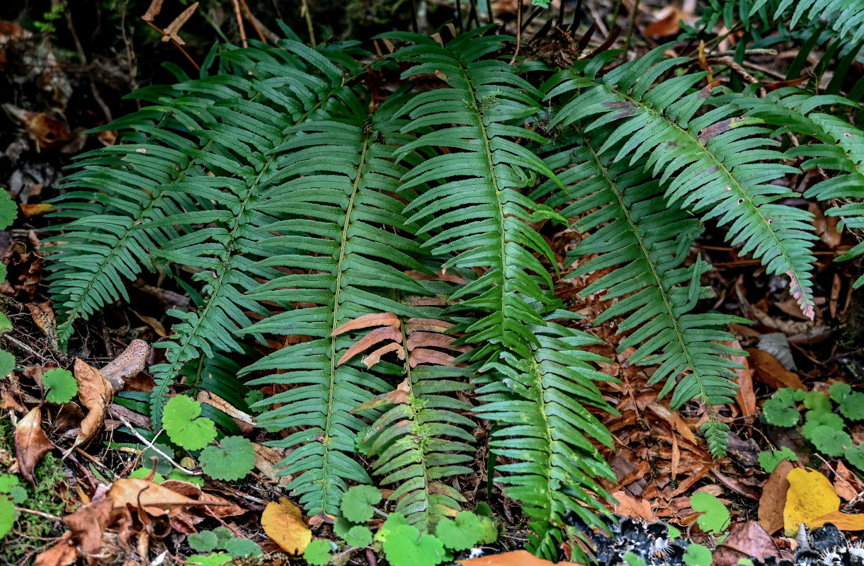 Image of Polystichum falcinellum specimen.