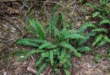 Blechnum spicant
