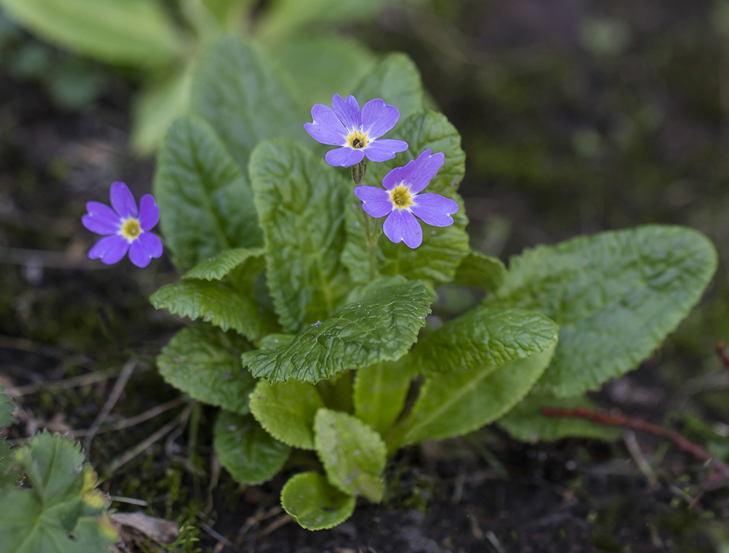 Изображение особи Primula amoena.