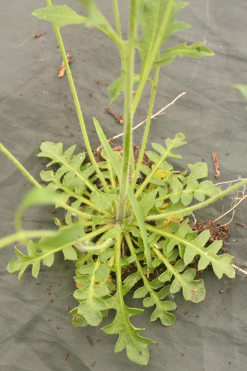 Изображение особи Arabidopsis lyrata.