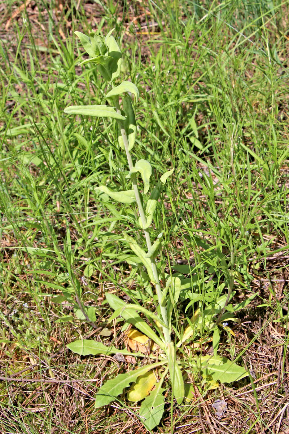 Image of Turritis glabra specimen.