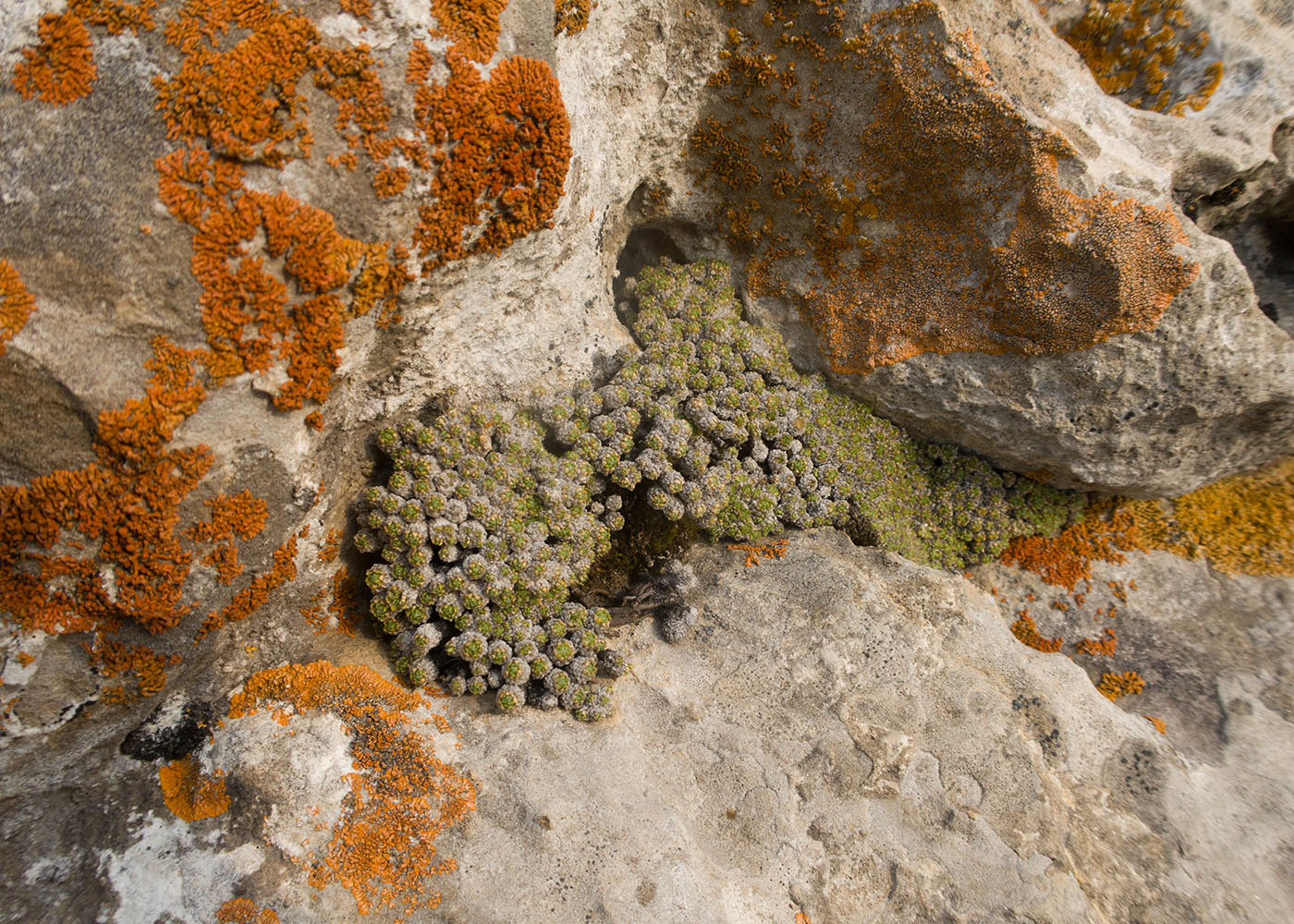 Изображение особи Draba bryoides.