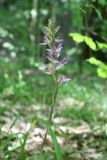 Image of taxon representative. Author is Антон Попович