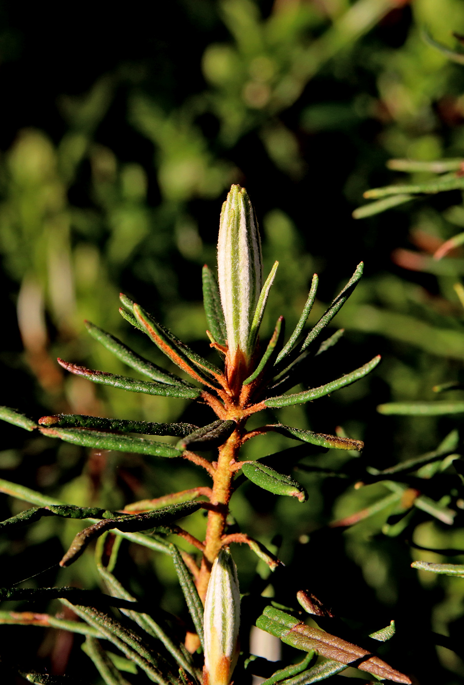 Image of Ledum palustre specimen.