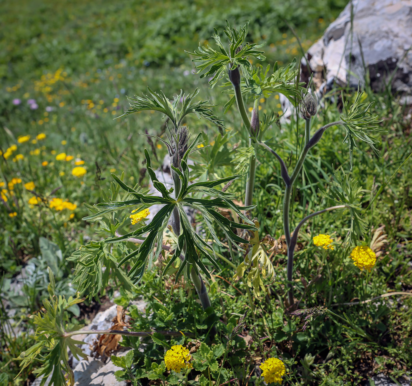 Изображение особи род Delphinium.